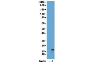 Western blot of acid extracts from HeLa cells untreated (-) or treated (+) with sodium butyrate using recombinant H3K27ac antibody at 1 ug/ml showed a band of Histone H3 acetylated at Lysine 27 in treated HeLa cells. (Rekombinanter Histone 3 Antikörper  (acLys27))