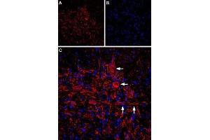 Immunohistochemistry (IHC) image for anti-Inositol 1,4,5-Trisphosphate Receptor, Type 2 (ITPR2) (AA 2683-2696), (Intracellular) antibody (ABIN7043288)