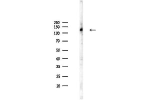 anti-Kinesin Family Member 5C (KIF5C) (C-Term) antibody