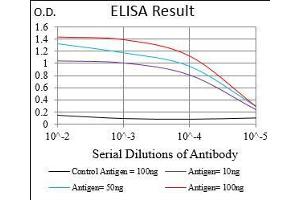 Black line: Control Antigen (100 ng), Purple line: Antigen(10 ng), Blue line: Antigen (50 ng), Red line: Antigen (100 ng), (MEF2A Antikörper  (AA 391-497))