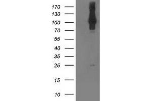 Western Blotting (WB) image for anti-NIMA (Never in Mitosis Gene A)- Related Kinase 9 (NEK9) antibody (ABIN1499687) (NEK9 Antikörper)