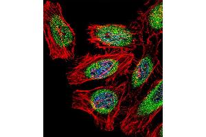 Fluorescent confocal image of Hela cell stained with SP140 Antibody . (SP140 Antikörper  (AA 272-301))