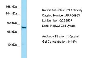Western Blotting (WB) image for anti-Prostaglandin F2 Receptor Negative Regulator (PTGFRN) (C-Term) antibody (ABIN2790012)