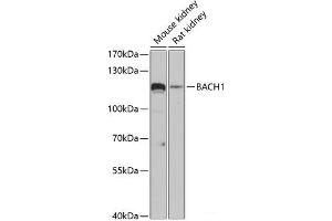 Western blot analysis of extracts of various cell lines using BACH1 Polyclonal Antibody at dilution of 1:3000. (BACH1 Antikörper)