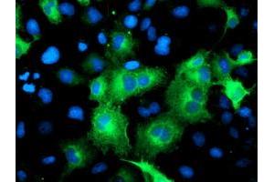 Immunofluorescence (IF) image for anti-ATG3 Autophagy Related 3 (ATG3) antibody (ABIN1496760) (ATG3 Antikörper)