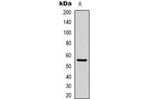 Western blot analysis of Beta-tubulin-HRP labled expression in Hela (A) whole cell lysates.