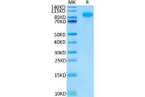 Biotinylated Human E-selectin on Tris-Bis PAGE under reduced condition.