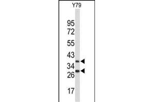 Western blot analysis of FBXO4 Antibody (Center) (ABIN653243 and ABIN2842769) in Y79 cell line lysates (35 μg/lane). (FBXO4 Antikörper  (AA 225-251))