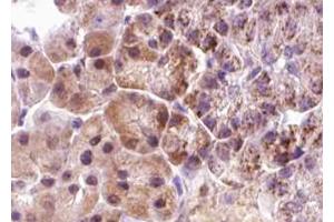ABIN6267640 at 1/100 staining human pancreas tissue sections by IHC-P. (eIF4EBP1 Antikörper  (pThr36))