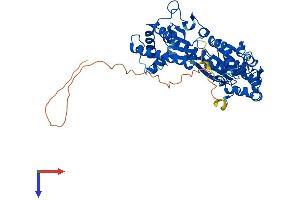 PFKFB3 Protein (AA 1-520) (His tag)