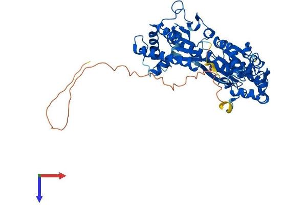 PFKFB3 Protein (AA 1-520) (His tag)