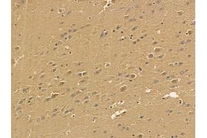 PMPCA Mouse Monoclonal Antibody at 1/100 staining mouse brain tissue by IHC-P. (PMPCA Antikörper)