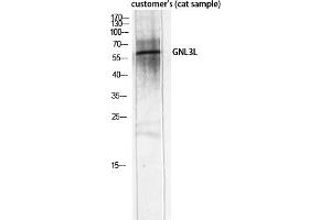 Western Blot analysis of customer's (cat sample) using GNL3L Polyclonal Antibody diluted at 1:2000. (GNL3L Antikörper  (AA 40-120))
