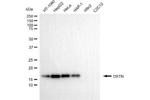 Western blotting analysis using DSTN antibody (ABIN7798319).