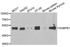 Western blot analysis of extracts of various cell lines, using GABPB1 antibody. (GABPB1 Antikörper  (AA 231-395))