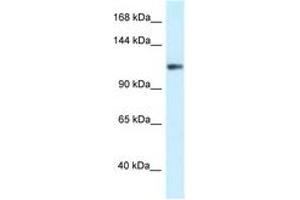 Image no. 1 for anti-Potassium Voltage-Gated Channel, Subfamily H (Eag-Related), Member 3 (Kcnh3) (AA 95-144) antibody (ABIN6747523) (KCNH3 Antikörper  (AA 95-144))