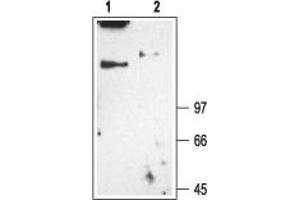 Western Blotting (WB) image for anti-Chloride Channel 1, Skeletal Muscle (CLCN1) (AA 102-117), (Cytosolic) antibody (ABIN7043050)