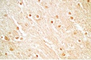 Rat brain tissue stained by Rabbit Anti_NERP-1 (Human) Antibody (NERP-1 Antikörper  (Preproprotein))