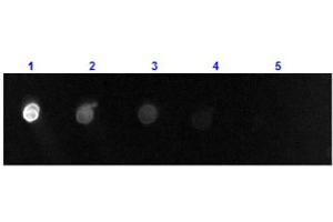 Dot Blot results of Donkey F(ab')2 Anti-Goat IgG Antibody Fluorescein Conjugate.