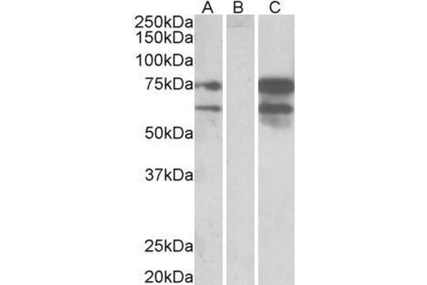 Neurexin 1 Antikörper  (C-Term)