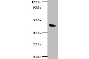 Western blot All lanes: Angiopoietin-related protein 4 antibody at 2 μg/mL + Mouse heart tissue Secondary Goat polyclonal to rabbit IgG at 1/10000 dilution Predicted band size: 46, 41, 27 kDa Observed band size: 46 kDa (ANGPTL4 Antikörper  (AA 26-406))