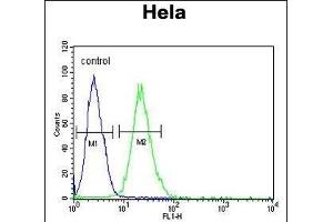 RPL31 Antibody (Center) (ABIN653485 and ABIN2842904) flow cytometric analysis of Hela cells (right histogram) compared to a negative control cell (left histogram). (RPL31 Antikörper  (AA 24-51))