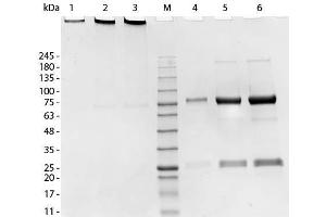SDS-PAGE of Swine IgM Whole Molecule.