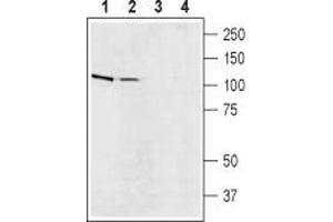 Western blot analysis of rat (lanes 1 and 3) and mouse (lanes 2 and 4) brain lysates: - 1,2. (SLC9A5 Antikörper  (C-Term, Intracellular))