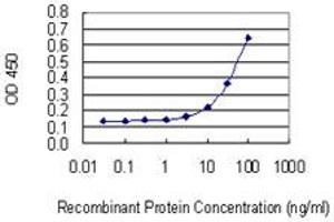 Detection limit for recombinant GST tagged PHACTR2 is 1 ng/ml as a capture antibody. (PHACTR2 Antikörper  (AA 56-143))