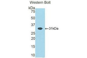 Western Blotting (WB) image for anti-ATPase, Na+/K+ Transporting, beta 1 Polypeptide (ATP1B1) (AA 53-304) antibody (ABIN1858096) (ATP1B1 Antikörper  (AA 53-304))