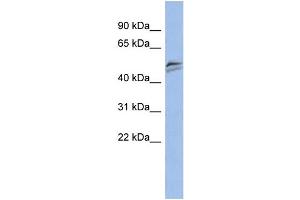 WB Suggested Anti-SNAPC3 Antibody Titration:  0. (SNAPC3 Antikörper  (Middle Region))
