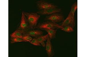 IF analysis of mSin3A/SIN3A and Tubulin alpha using anti-mSin3A/SIN3A antibody (ABIN7602504) and anti-Tubulin alpha antibody (ABIN7600339). (SIN3A Antikörper  (AA 8-918))