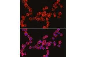 Immunofluorescence (IF) image for anti-Cathepsin G (CTSG) (AA 21-255) antibody (ABIN6139229)