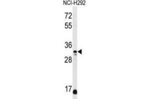 Western Blotting (WB) image for anti-D-Aspartate Oxidase (DDO) antibody (ABIN3002134)