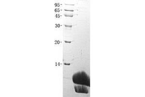 Validation with Western Blot