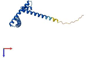 APITD1 Protein (AA 1-138) (His tag)