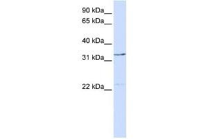 Western Blotting (WB) image for anti-General Transcription Factor IIE, Polypeptide 2 (GTF2E2) antibody (ABIN2458295) (GTF2E2 Antikörper)