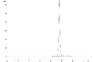 Size-exclusion chromatography-High Pressure Liquid Chromatography (SEC-HPLC) image for Chitinase 3-Like 1 (Cartilage Glycoprotein-39) (CHI3L1) (AA 30-389) protein (His tag) (ABIN7275853)
