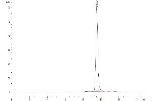 The purity of Mouse YKL-40 is greater than 95 % as determined by SEC-HPLC. (CHI3L1 Protein (AA 30-389) (His tag))