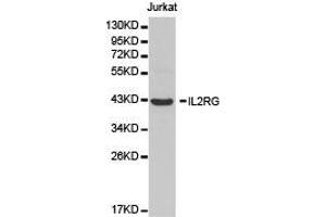 Western Blotting (WB) image for anti-Interleukin 2 Receptor, gamma (IL2RG) antibody (ABIN1873211)