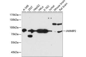 Western blot analysis of extracts of various cell lines, using J antibody  at 1:3000 dilution. (JAKMIP2 Antikörper  (AA 561-810))