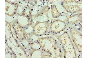Immunohistochemistry of paraffin-embedded human kidney tissue using ABIN7162466 at dilution of 1:100 (PDRG1 Antikörper  (AA 1-133))