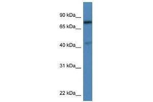 Western Blot showing Usp10 antibody used at a concentration of 1. (USP10 Antikörper  (C-Term))