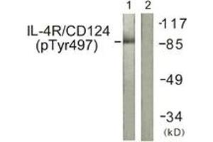 Western blot analysis of extracts from 293 cells, using IL-4R/CD124 (Phospho-Tyr497) Antibody. (IL4 Receptor Antikörper  (pTyr497))