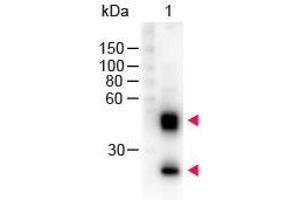 Western Blot of Peroxidase conjugated Sheep anti-Mouse IgG antibody. (Schaf anti-Maus IgG (Heavy & Light Chain) Antikörper (HRP) - Preadsorbed)