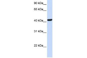 SKAP1 antibody used at 1 ug/ml to detect target protein.