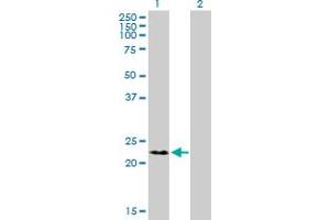 Western Blot analysis of RNF166 expression in transfected 293T cell line by RNF166 MaxPab polyclonal antibody.