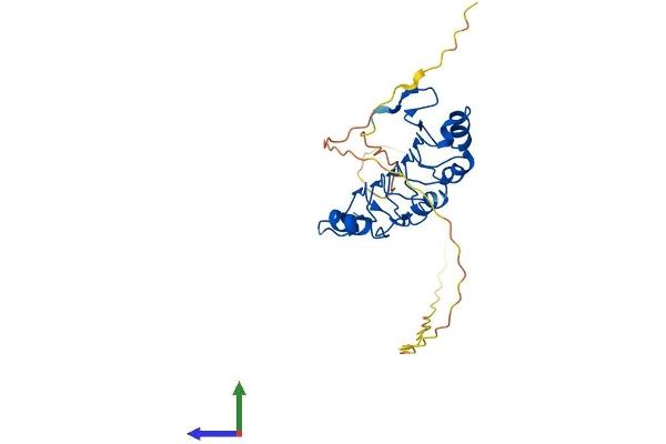 ANP32B Protein (AA 1-272) (His tag)