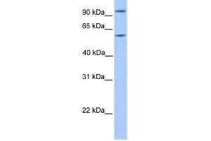 Western Blotting (WB) image for anti-Nuclear Factor of Activated T-Cells, Cytoplasmic, Calcineurin-Dependent 4 (NFATC4) (N-Term) antibody (ABIN2780606)