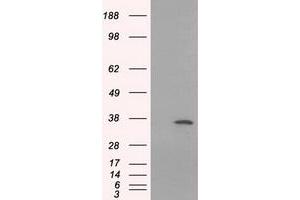 HEK293T cells were transfected with the pCMV6-ENTRY control (Left lane) or pCMV6-ENTRY SRR (Right lane) cDNA for 48 hrs and lysed. (SRR Antikörper)